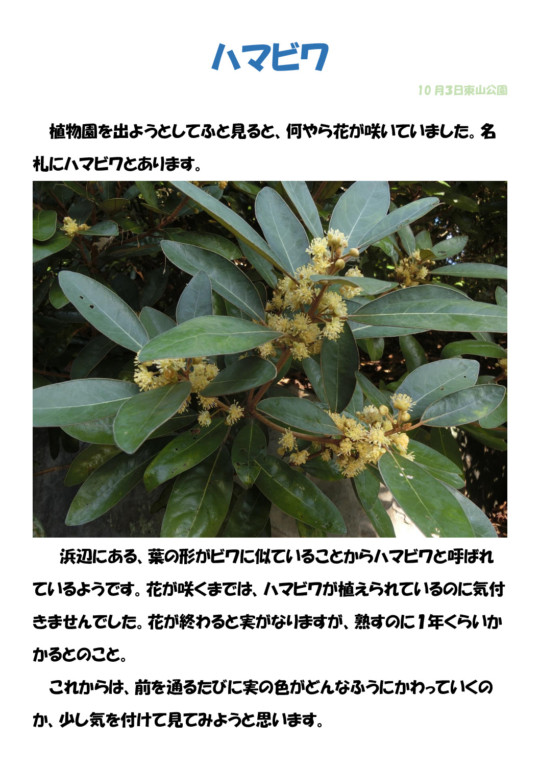 ハマビワのサムネイル