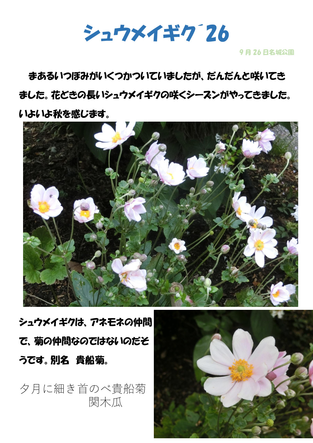 シュウメイギクのサムネイル