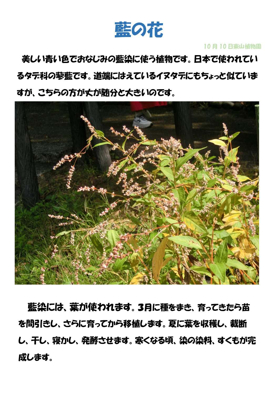 藍のサムネイル