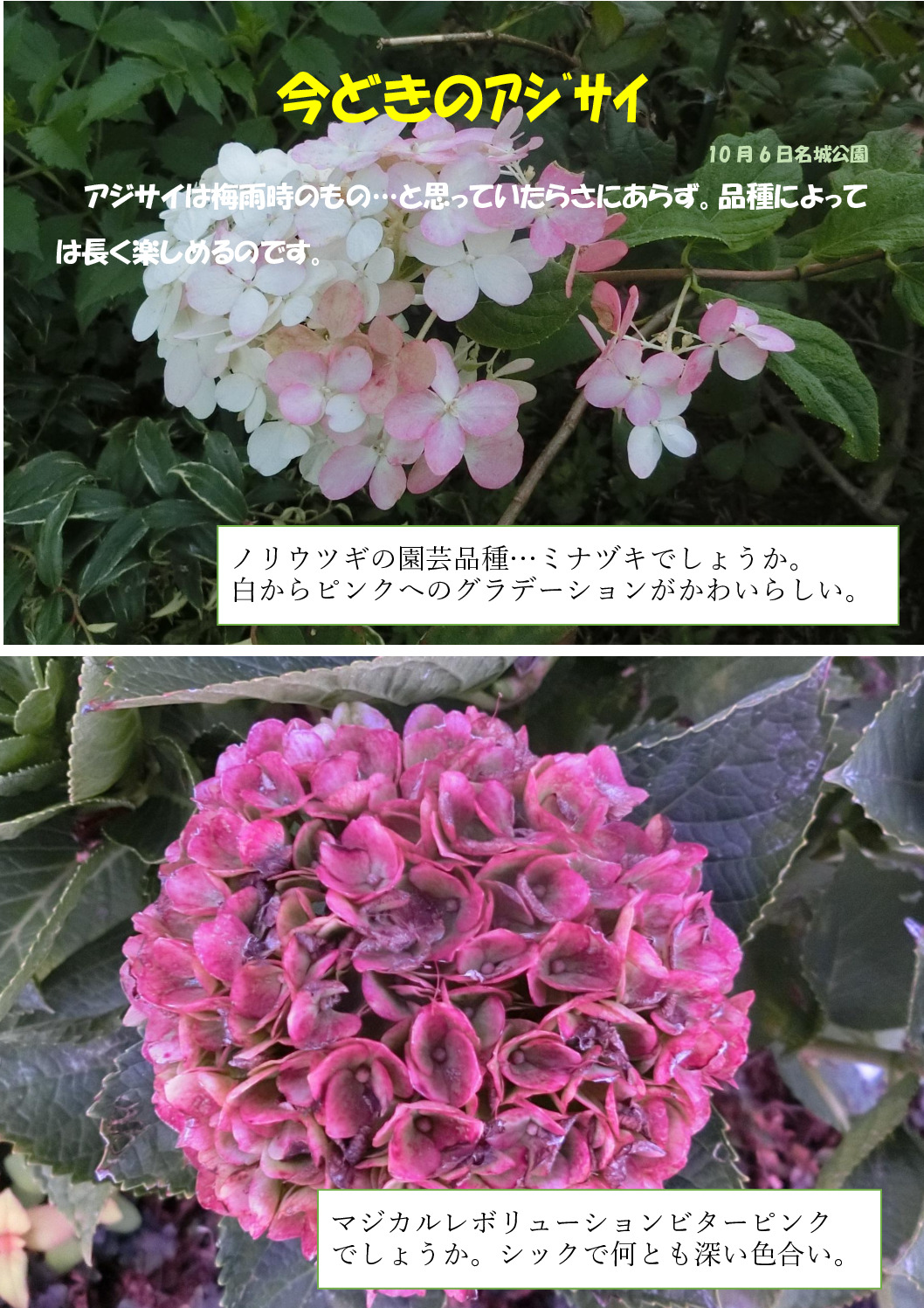 今どきのアジサイのサムネイル