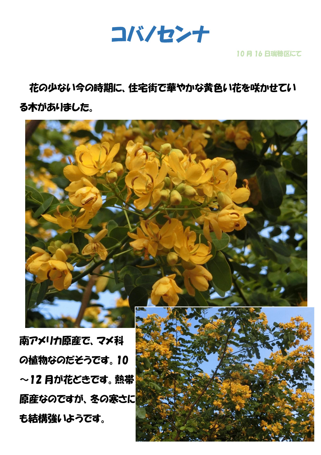 コバノセンナのサムネイル