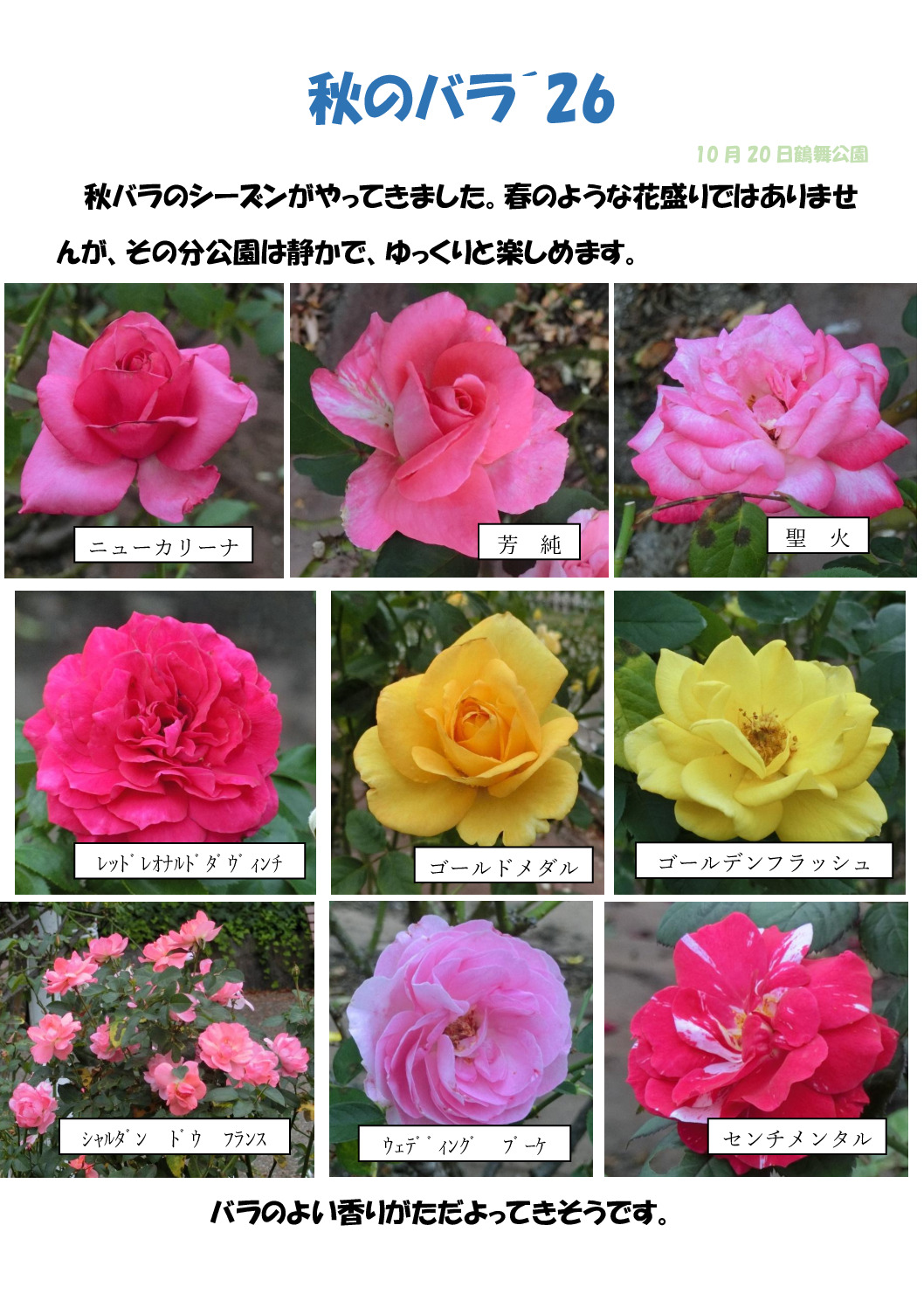 秋のバラ´26のサムネイル
