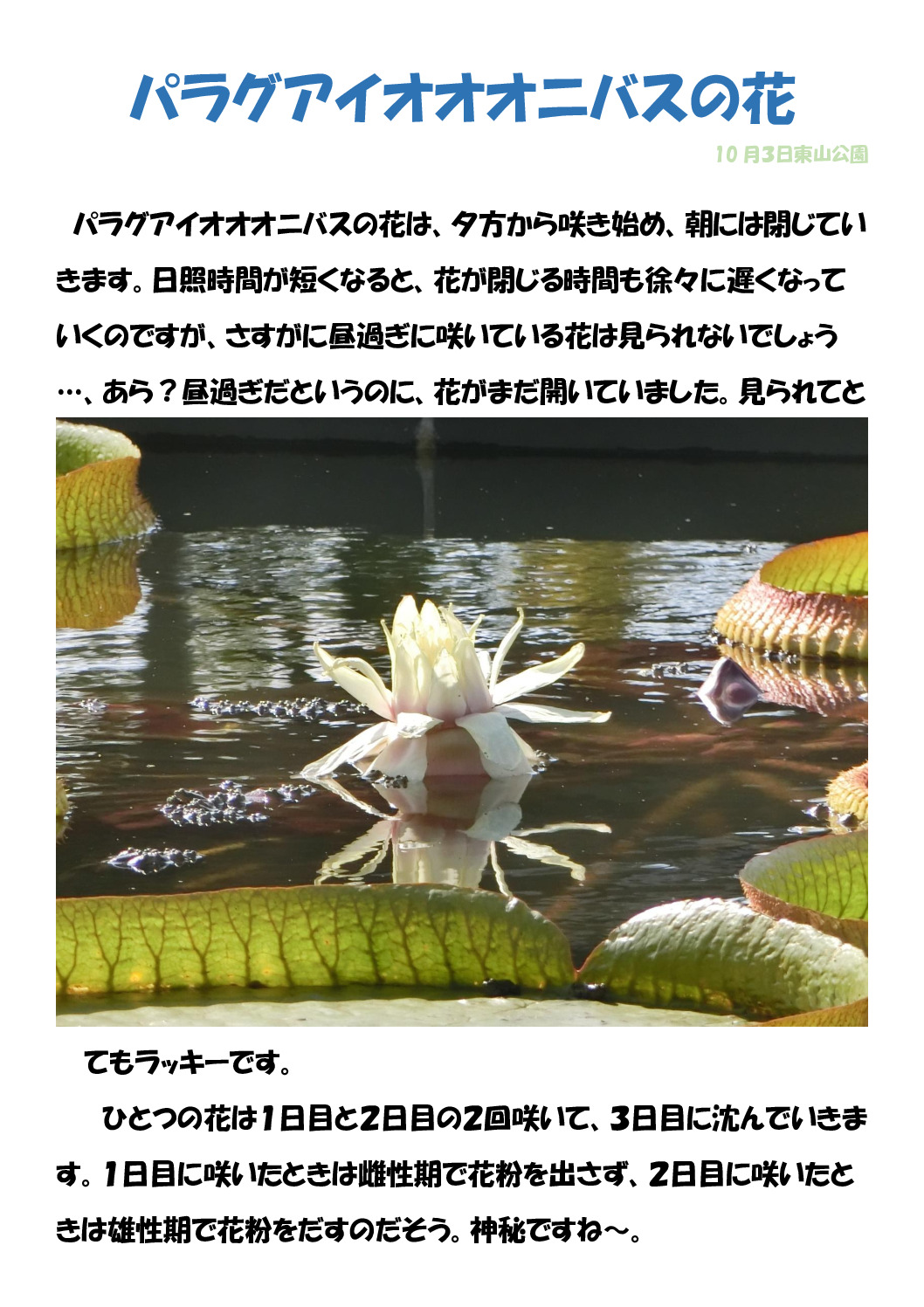 パラグアイオオオニバスの花のサムネイル