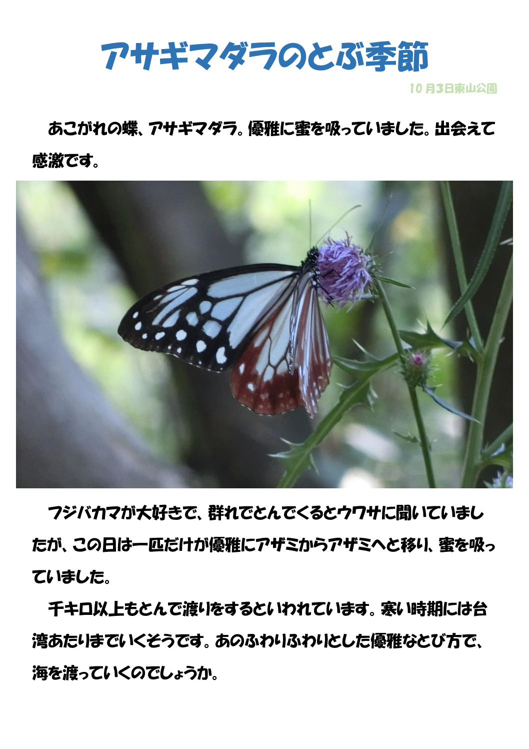 蝶のサムネイル