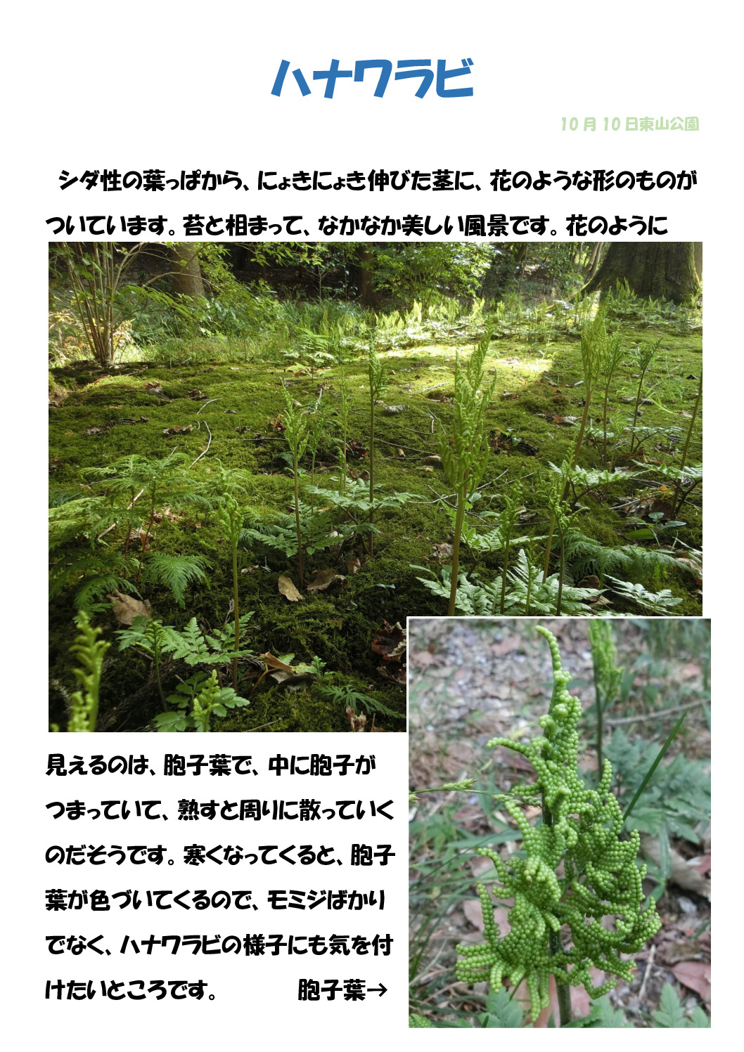 ハナワラビのサムネイル