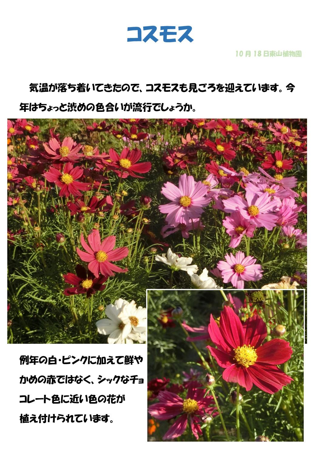 コスモスのサムネイル