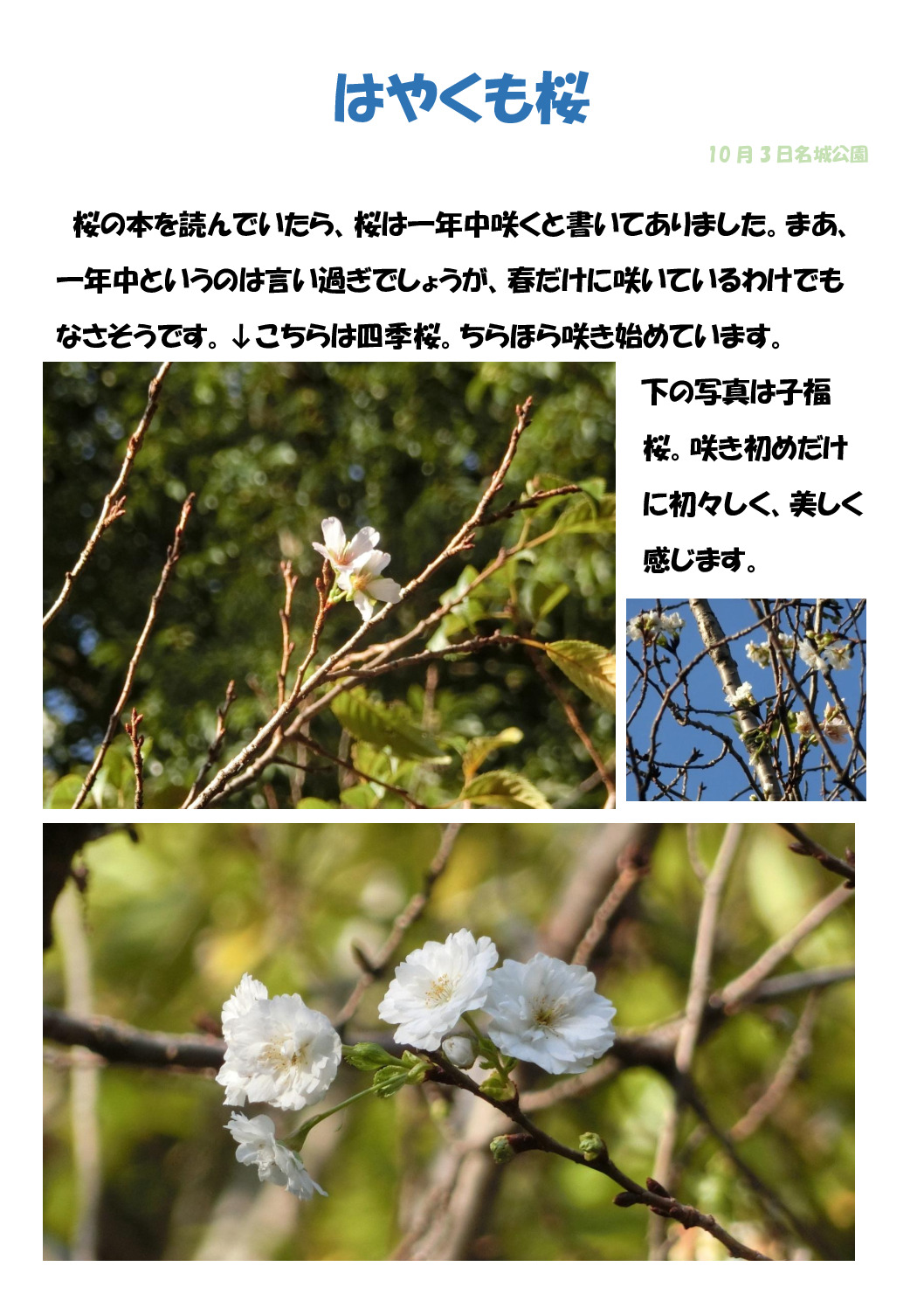 はやくも桜のサムネイル