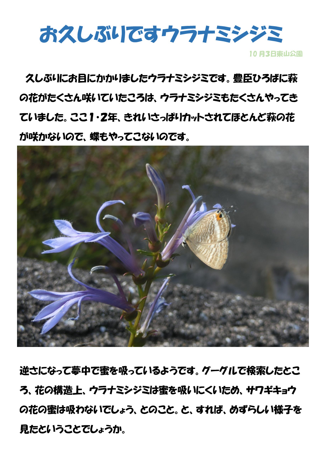 ウラナミシジミのサムネイル