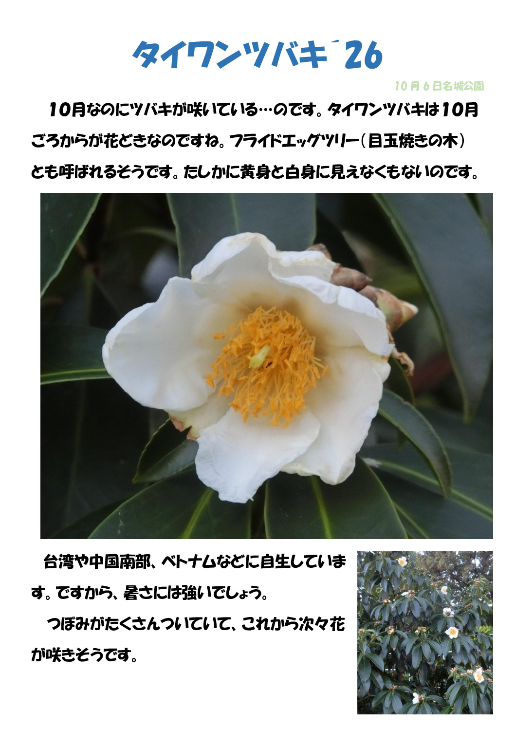 タイワンツバキのサムネイル