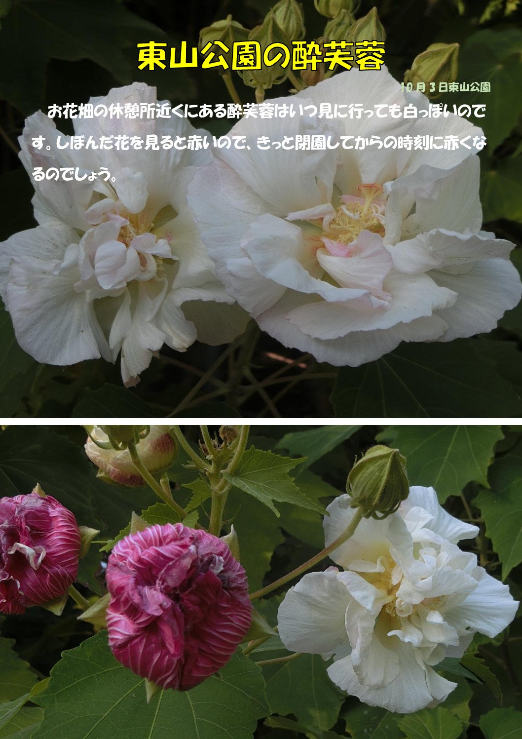 酔芙蓉のサムネイル